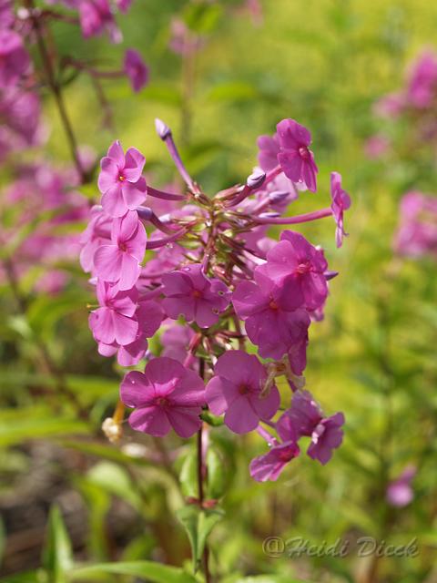Phlox mac Rosalinde.JPG